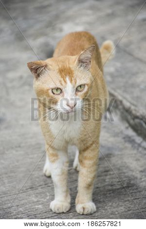 Fat cat standing on the cement floor looking to the right.