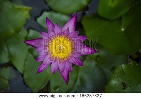 top view purple lotus in the pond.