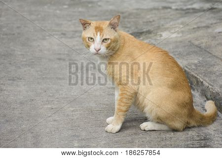 Fat brown cats sitting on the pavement.