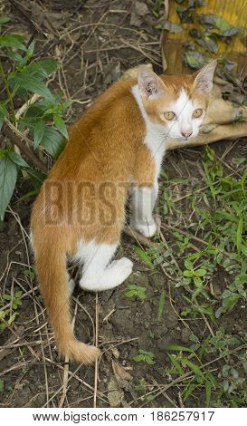 The yellow cat with yellow eyes looks up at a camera