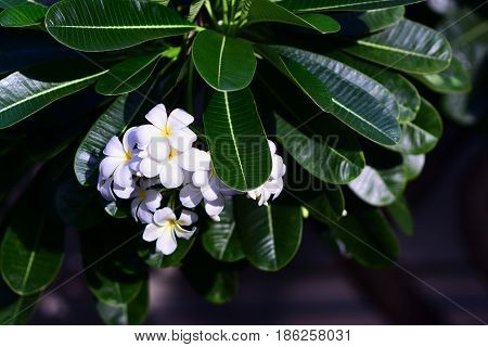 White frangipani (Plumeria) trees frangipani leaf highlighted.
