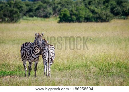 Two Zebras Bonding In The Grass.