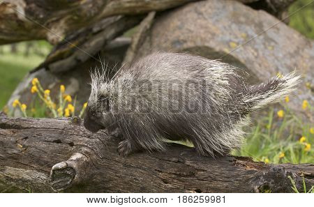 Porcupine