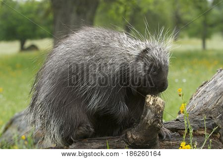 Porcupine