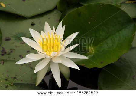 Beautiful lilly pad bloom in an East Texas pond soaks up the Spring sunshine.
