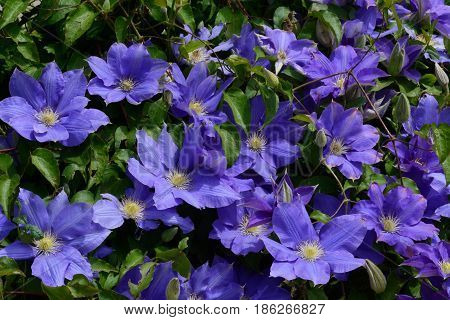 Bunch of blue purple blooming clementis flowers