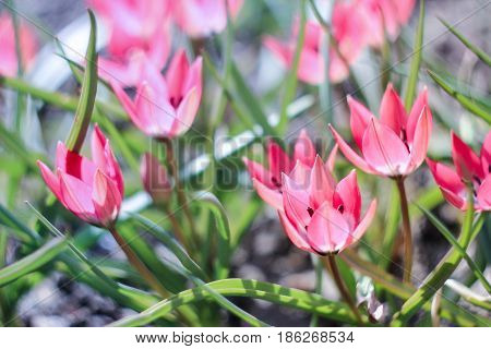 Flowering of small pink tulips on a gray-green background