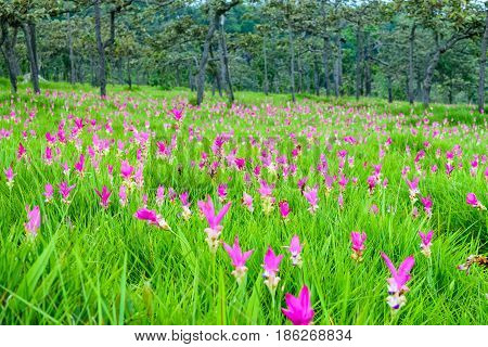 Field of Siam Tulips blooming in Chaiyaphum province Thailand
