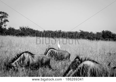 Cattle Egret Standing On A Blue Wildebeest.