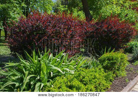 Barberry bushes beautifully blended with the landscape design of the park.