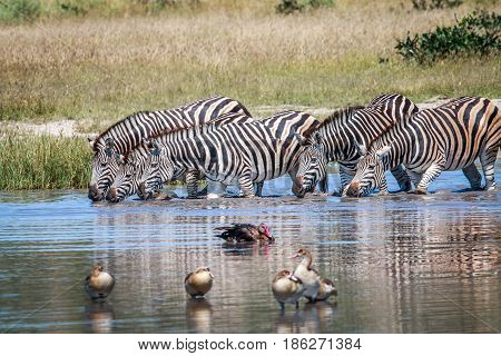 Group Of Zebras Drinking In Chobe.