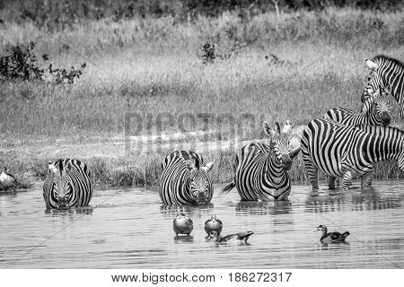 Group Of Zebras Drinking In Chobe.