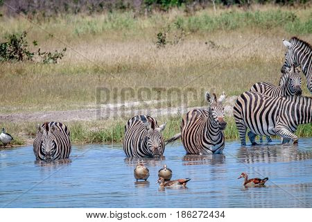 Group Of Zebras Drinking In Chobe.