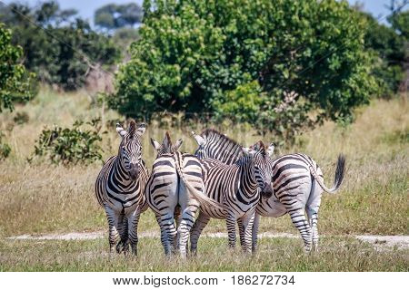 Group Of Zebras Standing In Grass.