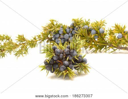 Juniper berries isolated on white in studio