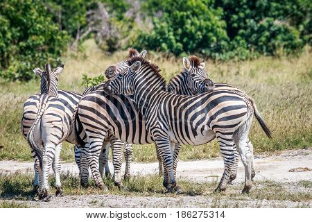 Group Of Zebras Bonding In Chobe.