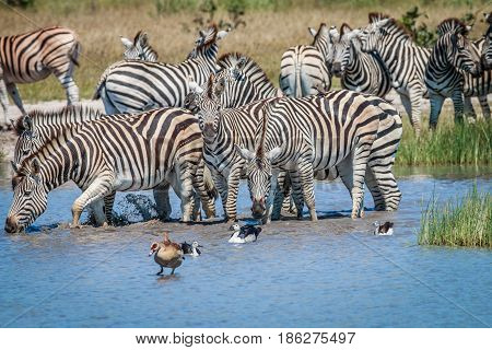 Group Of Zebras Drinking In Chobe.