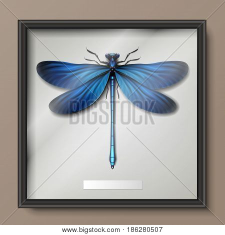 Vector framed realistic blue Calopteryx virgo dragonfly hanging on wall close up top view