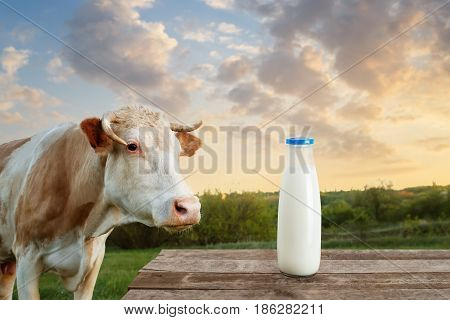 milk in glass bottle on table with cow on the meadow in the background. Bottle of milk on wooden table. Closeup of cow muzzle look at the camera. Photo with copy space