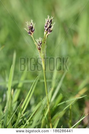 Field Wood-rush