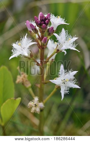 Bogbean