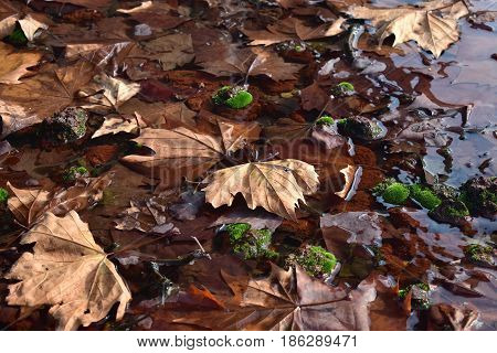 background warm autumn brown leaves in water