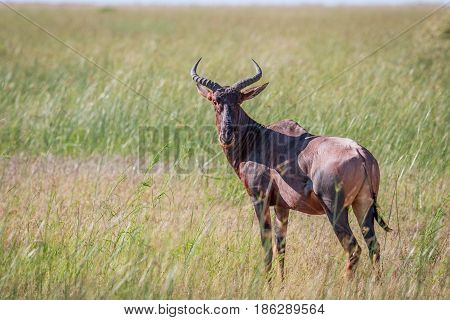 Tsessebe Looking At The Camera In Chobe.