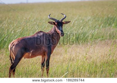 Tsessebe Looking At The Camera In Chobe.