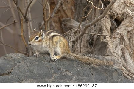 Siberian Chipmunk On Log In The Forest With Branches
