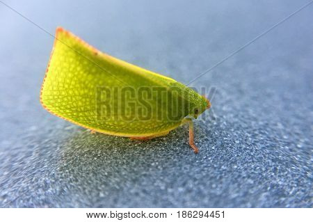 Green Planthopper Siphanta acuta is a plant-feeding insect resemble small leaves