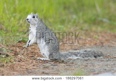 Delmarva Peninsular Fox Squirrel