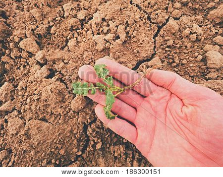 Farmer Check Quality Of Flower Rapeseed In Spring Field. Leaves, Stalk And Roots Of Young Rapeseed (