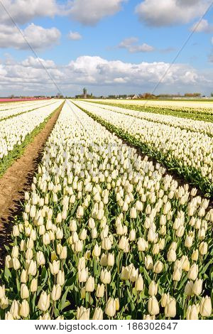 Seeming endless converging flower beds with white flowering tulip blooms at the edge of a small village in the Netherlands. It is springtime now.