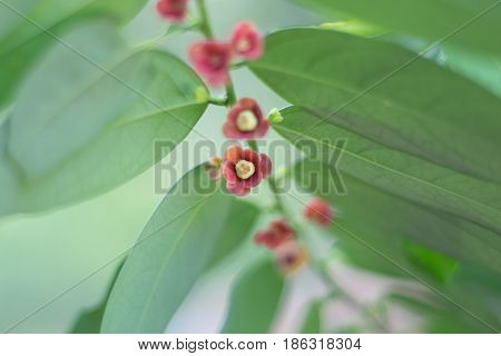 Melientha suavis Pierre. Red flower and green leaf.