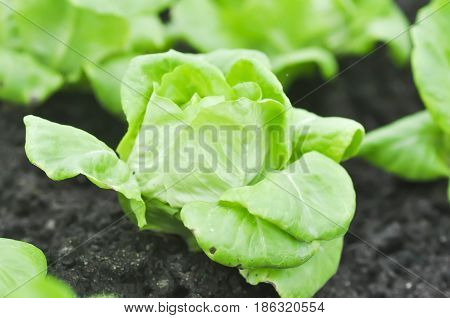 butterhead lettuce or lactuca sativa capitata in vegetable garden