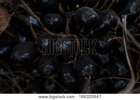 Crude Palm, vegetable oil, fruit black fresh