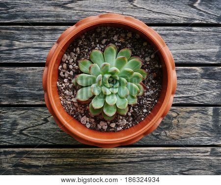 Top view cute green succulent plant in pot close up on wooden table background.
