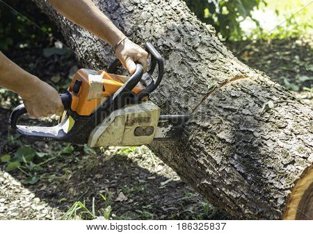 Worker use chainsaw sawing trunk in the forest.