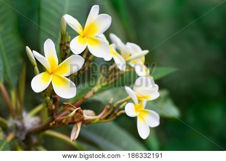 Blossoming of mango tree Mango flower consists of 5 petals of white on the edges and yellow at the center of the helical shape
