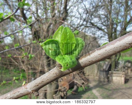 young leaflets are dismissed on plum in the spring