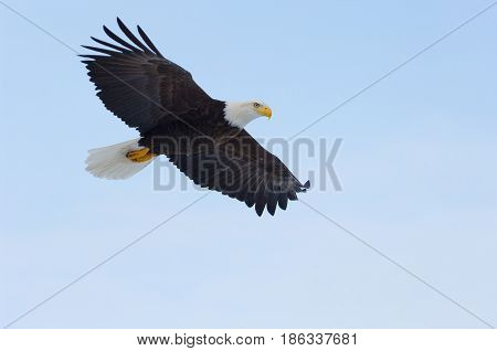 Alaskan Bald Eagle, Haliaeetus Leucocephalus