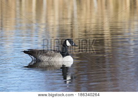 Canada Goose Floating On Water At National Elk Refuge