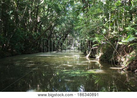 Mountain River In Kondalilla National Park
