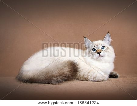 Young siberian neva masquerade colorpoint kitten on brown background