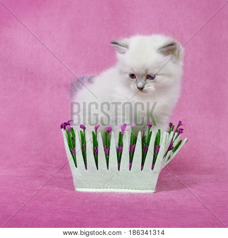 Small siberian neva masquerade colorpoint kitten in basket  on pink background