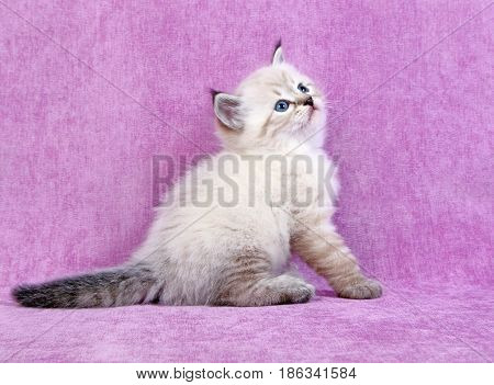 Small siberian neva masquerade colorpoint kitten on velvet background