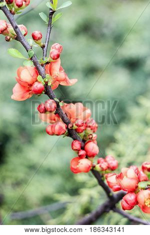 Branch of a tree with orange flowers on a green background