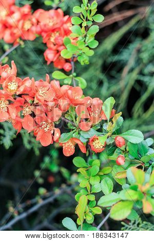 Decorative chaenomele bush on a green background
