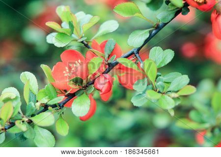 Branch of Japanese quince with orange flowers on a green background