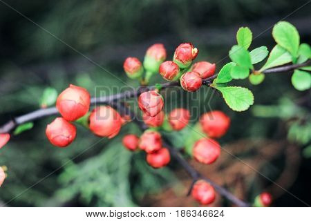 Buds of orange Japanese quince on a green background